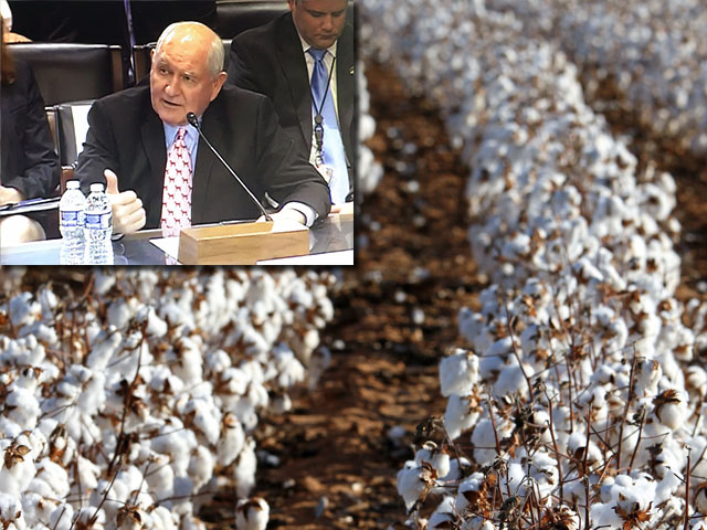 Ag Secretary Sonny Perdue, testifying at a hearing earlier this year, said damages to cotton and cattle from Hurricane Harvey could reach $1 billion in economic losses. 